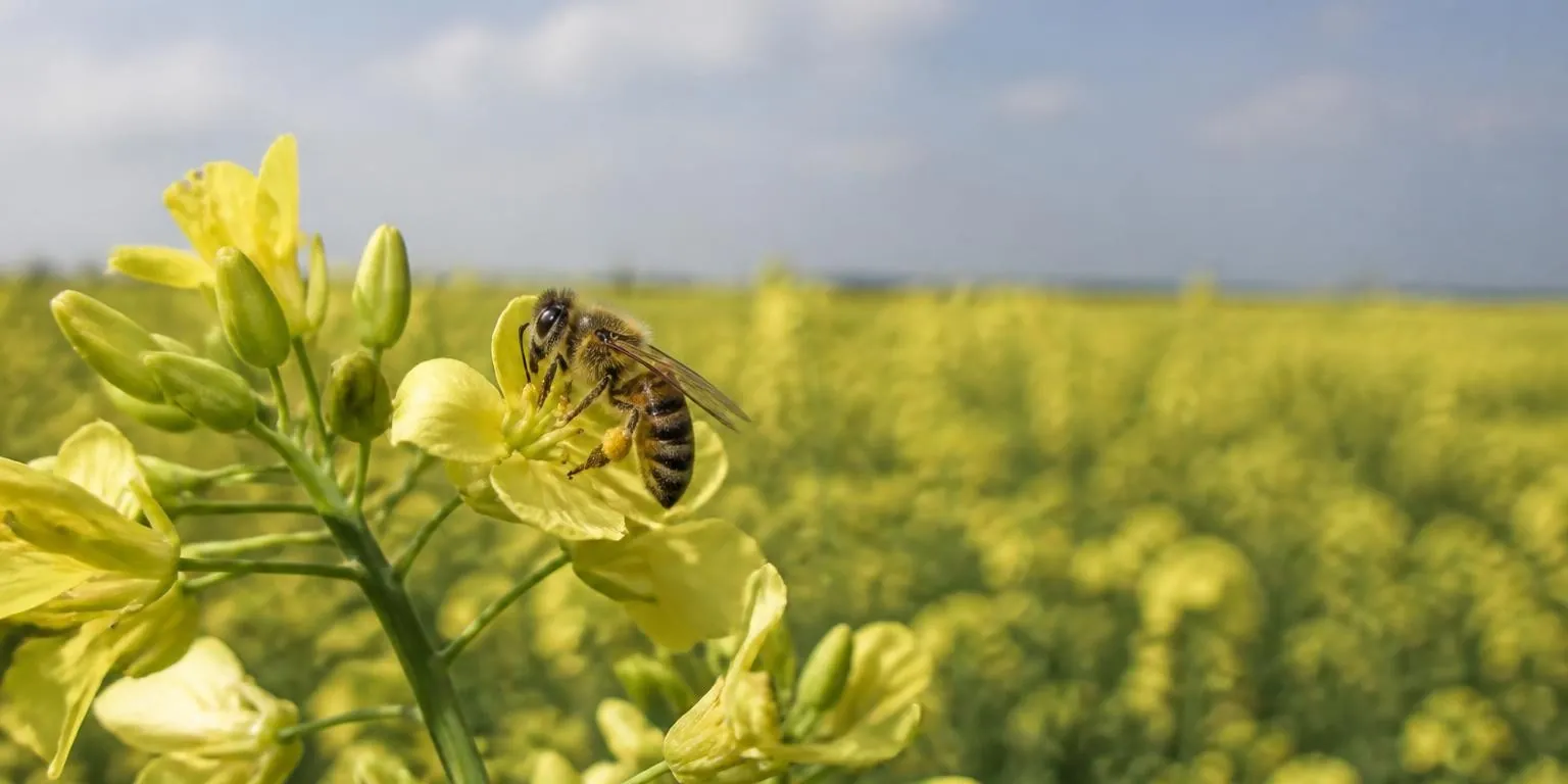 A honeybee on a flower in a crop field